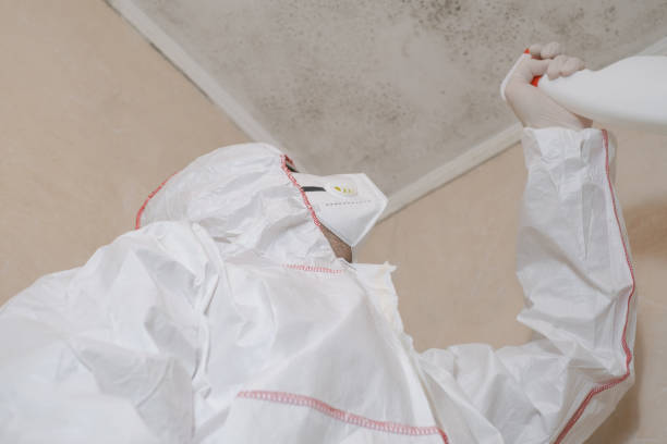 Reliable New Orleans Station, LA Mold Removal Solutions